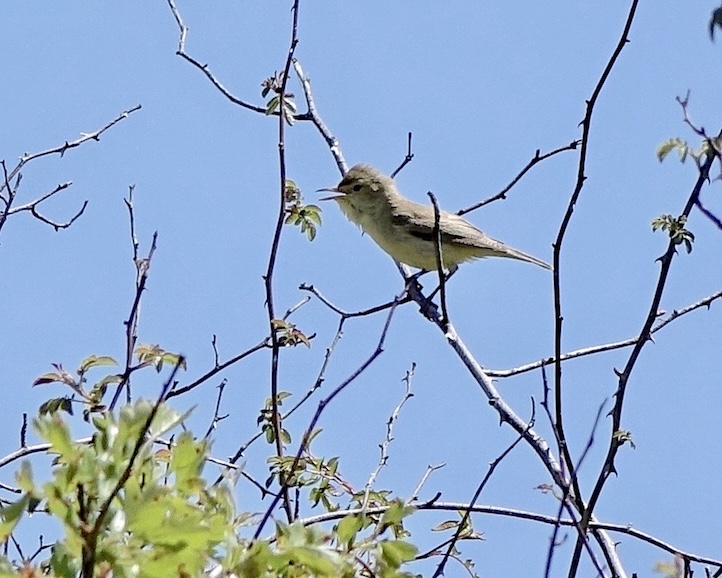 melodious warbler